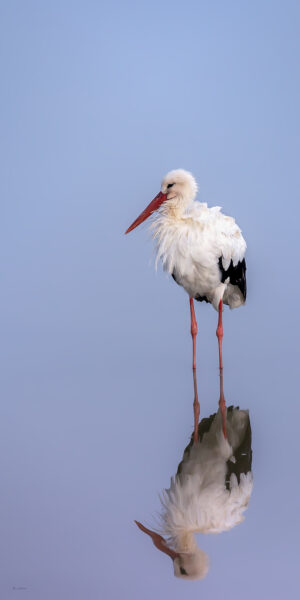Cigogne blanche