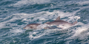 Dauphins
