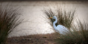 Grande aigrette