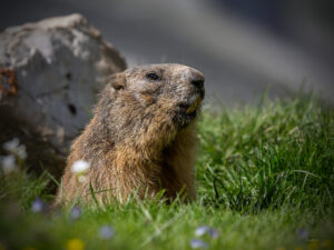 Marmotte