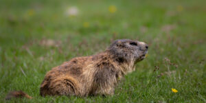 Marmotte