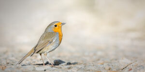 Rouge-gorge