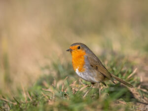 Rouge-gorge