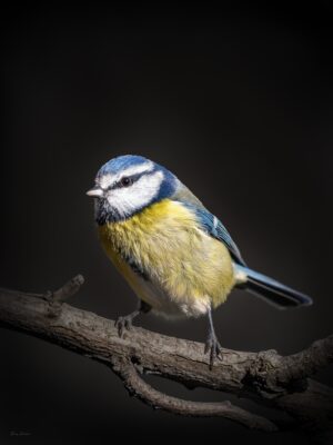 Mésange bleue