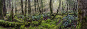 Rainforest - Nouvelle-Zélande