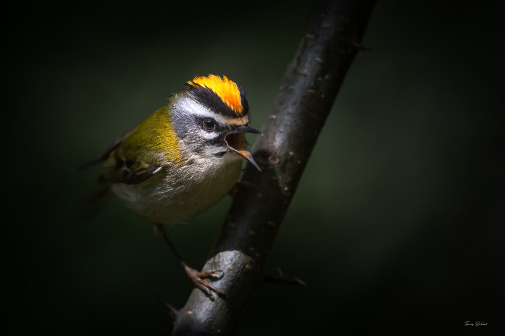 Roitelet triplebandeau Monde Panoramique