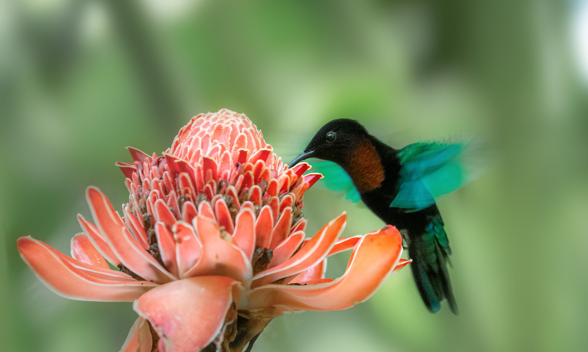 Colibri madère