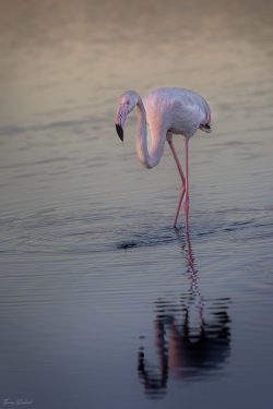 Flamand Rose